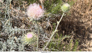 Scottsdale - Granite Mountain hike - flowers