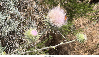 Scottsdale - Granite Mountain hike - flowers