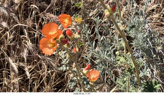 Scottsdale - Granite Mountain hike - flowers