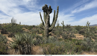 Scottsdale - Granite Mountain hike - crested saguaro