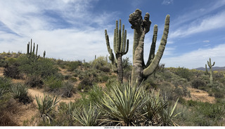 Scottsdale - Granite Mountain hike - crested saguaro