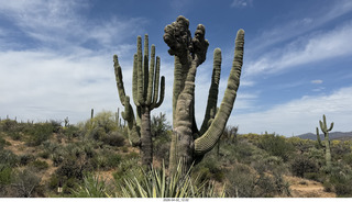 Scottsdale - Granite Mountain hike - crested saguaro