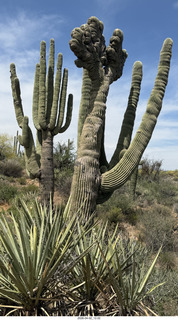Scottsdale - Granite Mountain hike - crested saguaro