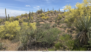 Scottsdale - Granite Mountain hike - flowers