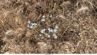 Scottsdale - Granite Mountain hike - flowers