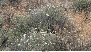 Scottsdale - Granite Mountain hike - flowers