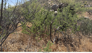 Scottsdale - Granite Mountain hike