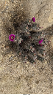 Scottsdale - Granite Mountain hike - flowers