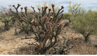 Scottsdale - Granite Mountain hike - flowers
