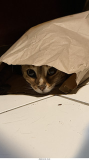 cat Pickle peeking out of a bag