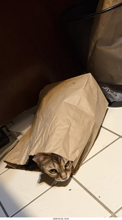 cat Pickle peeking out of a bag