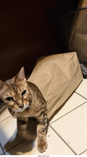cat Pickle peeking out of a bag