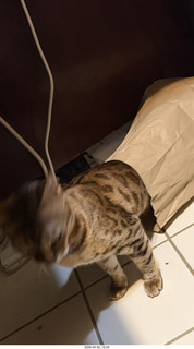 cat Pickle peeking out of a bag