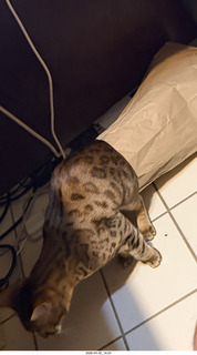 cat Pickle peeking out of a bag