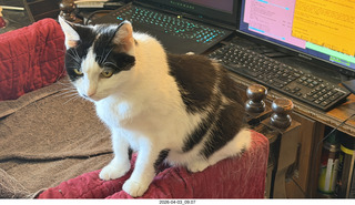 cat Scruffles