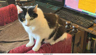 cat Scruffles