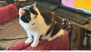 cat Scruffles