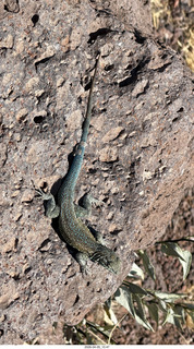 Brown's Ranch hike - lizard