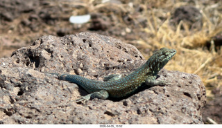 Brown's Ranch hike - lizard