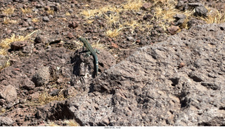 Brown's Ranch hike - lizard