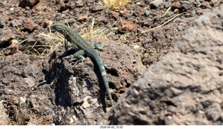 Brown's Ranch hike - lizard