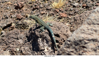 Brown's Ranch hike - lizard
