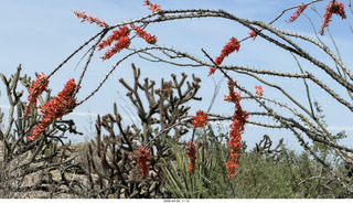 Brown's Ranch hike - flowers
