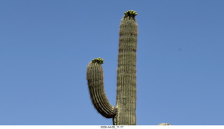 Brown's Ranch hike - saguaros in bloom