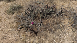 Brown's Ranch hike - flower