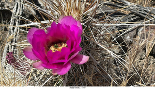 Brown's Ranch hike - flower
