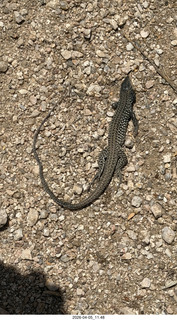 Brown's Ranch hike - lizard