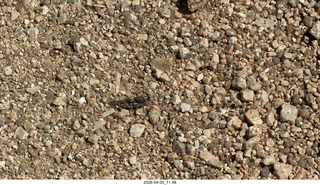Brown's Ranch hike - grasshopper