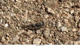 Brown's Ranch hike - grasshopper