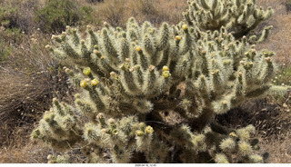 Scottsdale- Granite Mountain hike - flowers