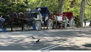 New York City - Central Park