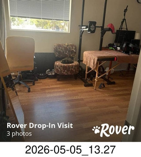 Rover.com - my cat Miss Pris