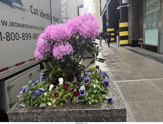 New York City - flowers