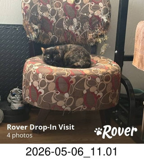 Rover.com - my cat Miss Pris at home