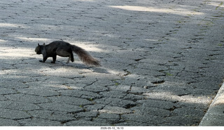 82 a2v. New York City - Central Park - black squirrel