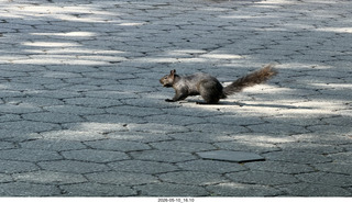 83 a2v. New York City - Central Park - black squirrel
