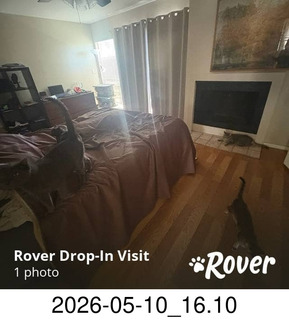 84 a2v. Rover.com - my cats