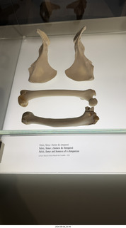 176 a2y. Spain - Barcelona - La Pedrera - museum display bones