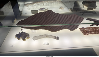 177 a2y. Spain - Barcelona - La Pedrera - museum display bones