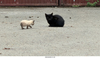 160 a2y. Spain - Bilbao wine tour winery - cats