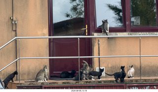 167 a2y. Spain - Bilbao wine tour winery cats