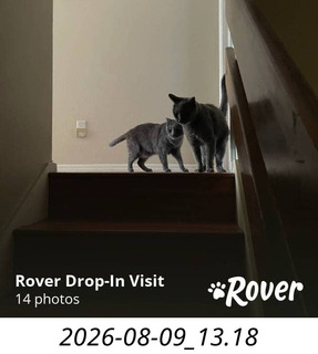 260 a2y. my cats Devin and Jane at home