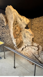 44 a2y. Spain - Museo de Altamira