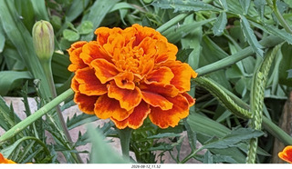 146 a2y. Spain - eclipse town flower