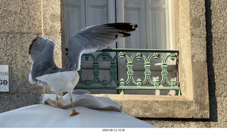 180 a2y. Spain - Santiago de Compostela - walking tour - seagull about to fly