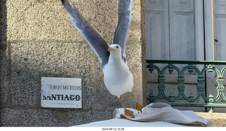 184 a2y. Spain - Santiago de Compostela - walking tour - seagull in flight